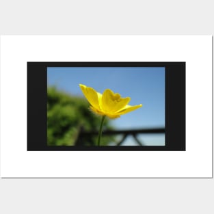 Profile Of A Buttercup Posters and Art